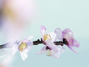 2017 – SALON RÉVÉLATIONS, GRAND PALAIS, Paris – Floral creation – International biennal of artistic professions and creation ; cherry blossoms. Upcycling artist. 